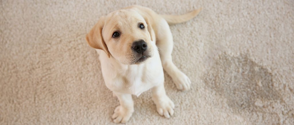 dog sitting on carpet next to stain